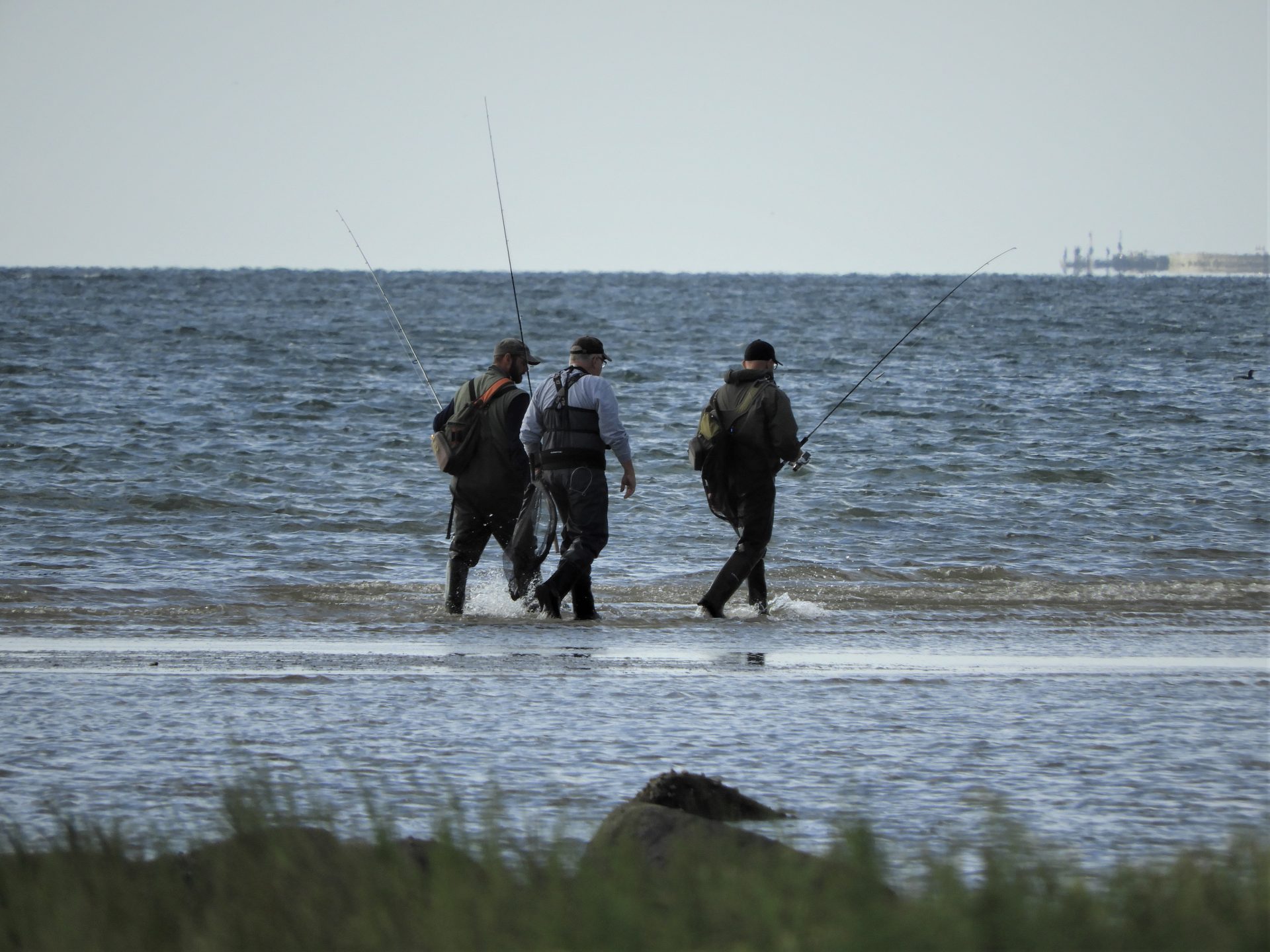 Havbars langs østkysten kan fanges flere steder