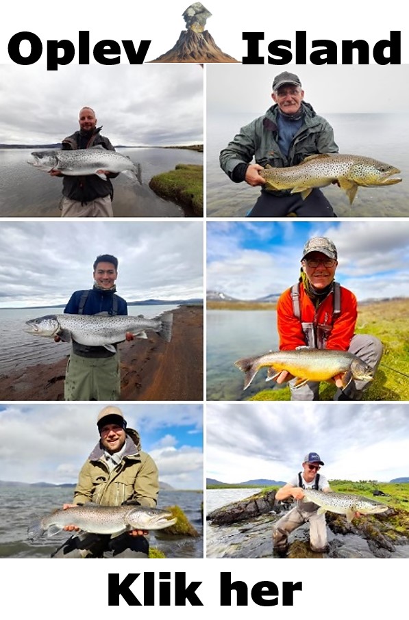 Her kan du komme på guidet fisketur til Island. Der dyrkes lystfiskeri efter havørred, søørred og rødding.